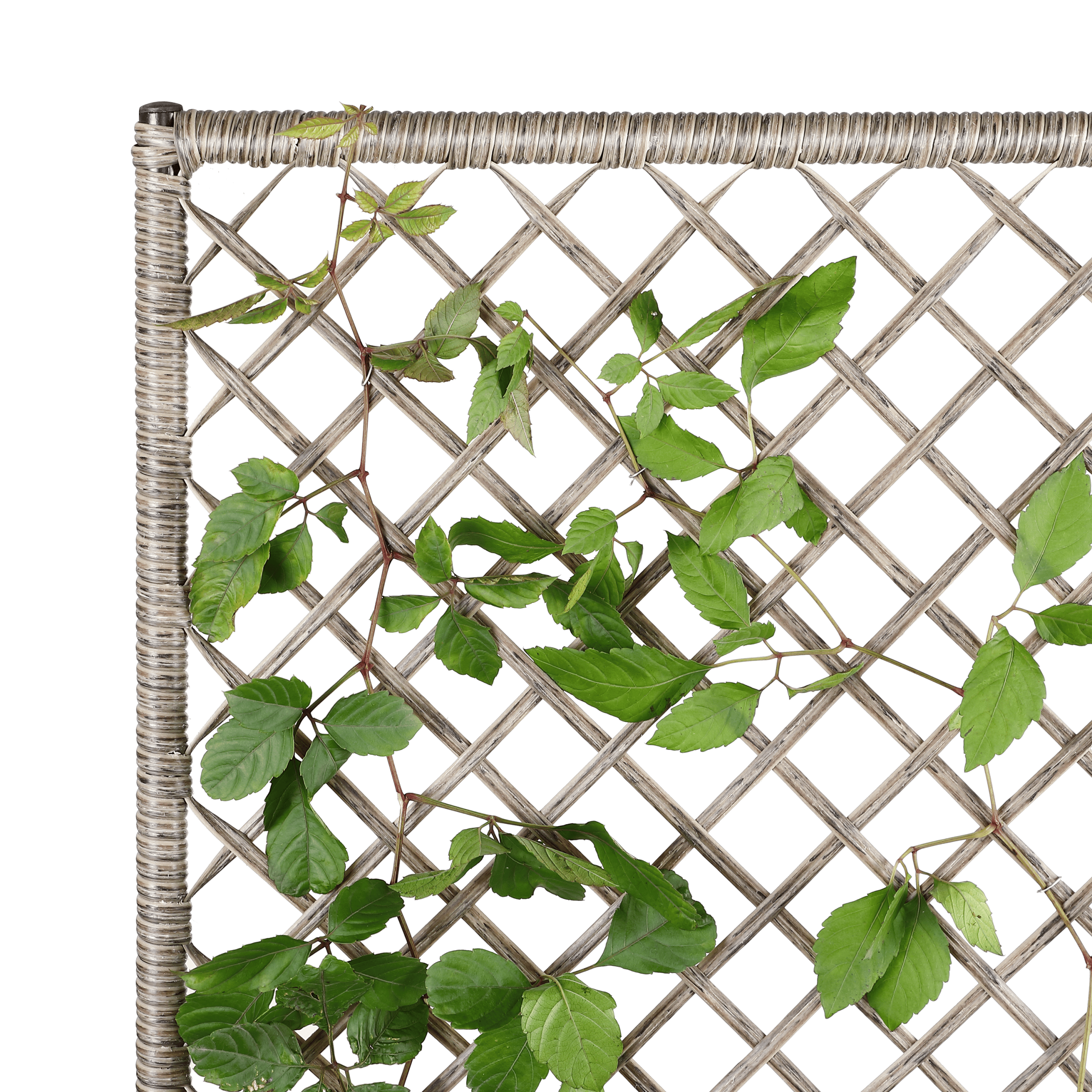 Polyrattan Blumenkasten mit Rankgitter Creme